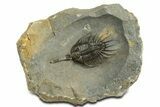 Rare, Psychopyge Termierorum Trilobite - Top Quality Specimen #344460-1